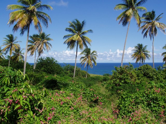Nevis coconut palms